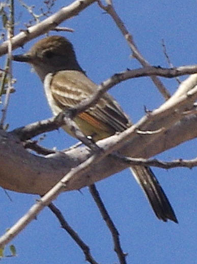  Brown crested flycatcher