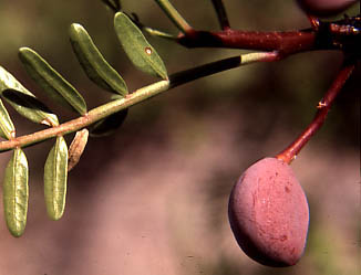  Bursera microphylla