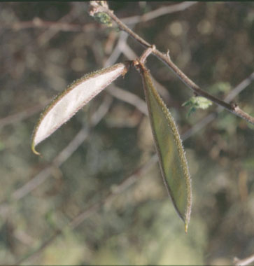  Calliandra eriophylla v.eriophylla