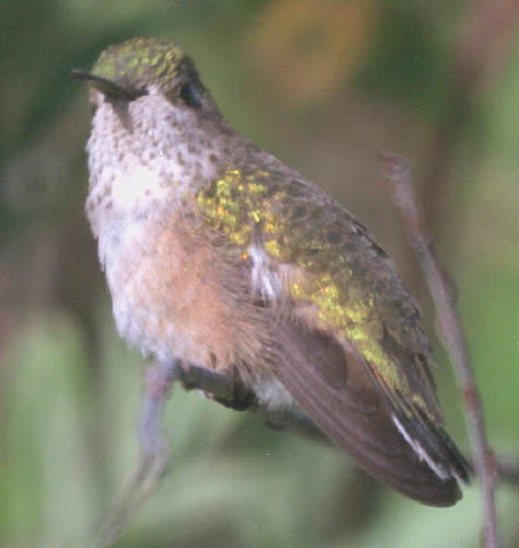  Calliope hummingbird (female)