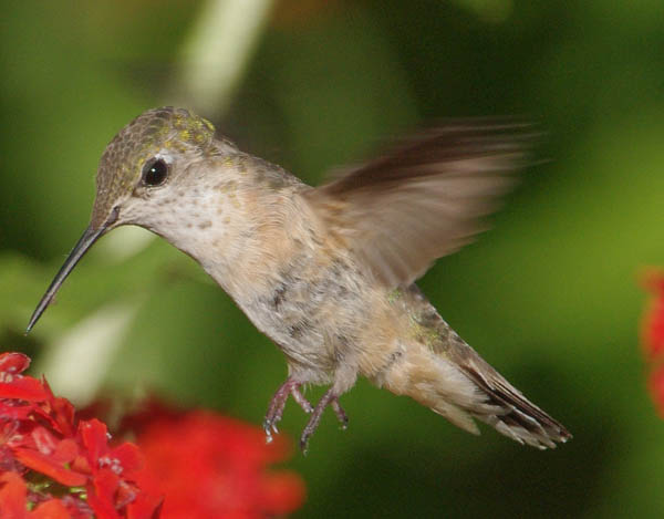  Calliope hummingbird (female)