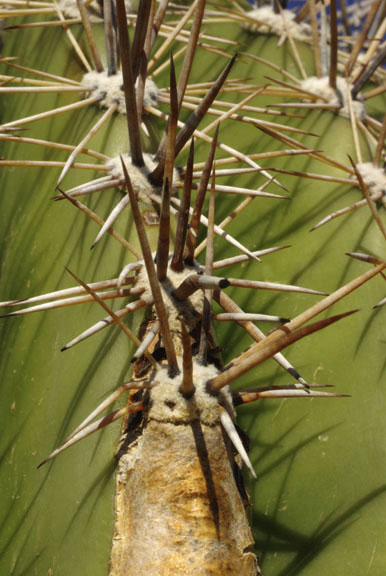  Carnegia gigantea