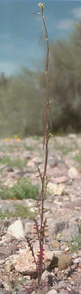  Streptanthus lasiophyllus (Hooker & Arnott) Hoover