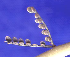  Parkinsonia microphylla