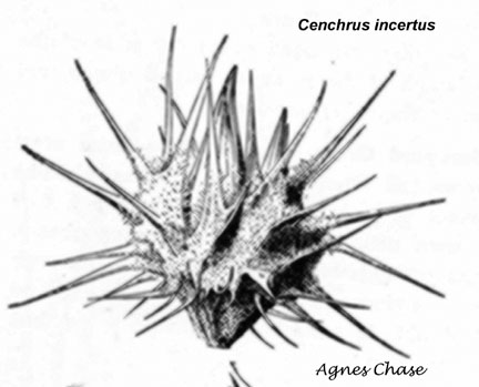  Cenchrus spinifex