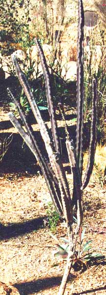  Peniocereus greggii v. transmontanus 