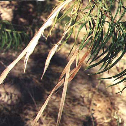  Chilopsis linearis ssp. Arcuata