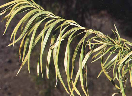  Chilopsis linearis ssp. Arcuata