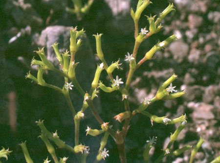  Chorizanthe brevicornu ssp.brevicornu