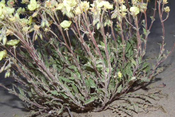  Chylismia claviformis ssp.rubescens