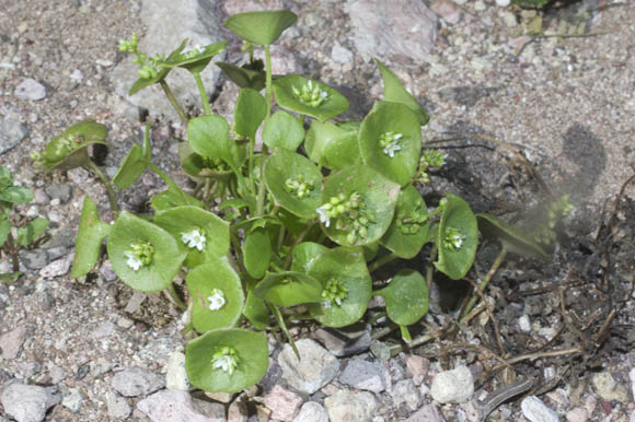  Claytonia perfoliata Donn ex Willdenow subsp. mexicana (Rydberg) J.M. Miller & K.L. Chambers 