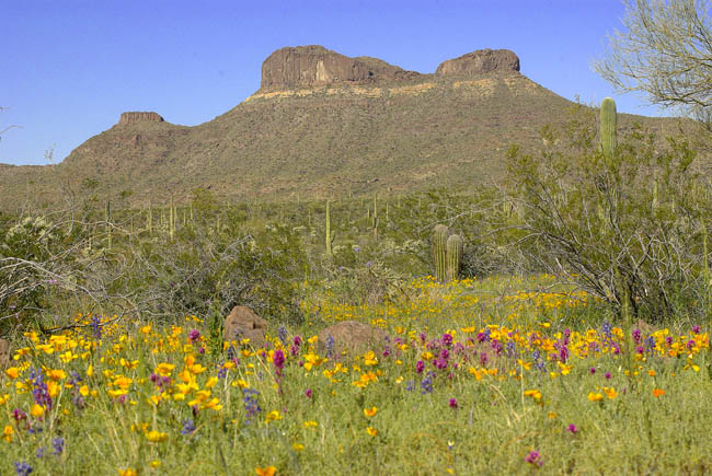 Coffeepot Mountain and flowers