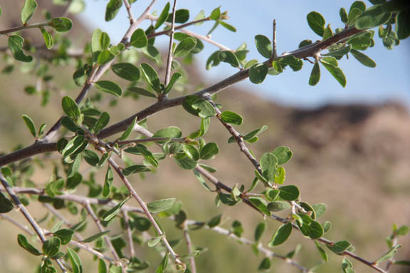  Colubrina californica