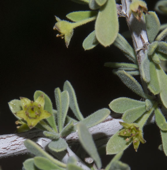  Condalia globosa v.pubescens