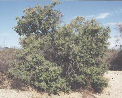  Condalia globosa v.pubescens