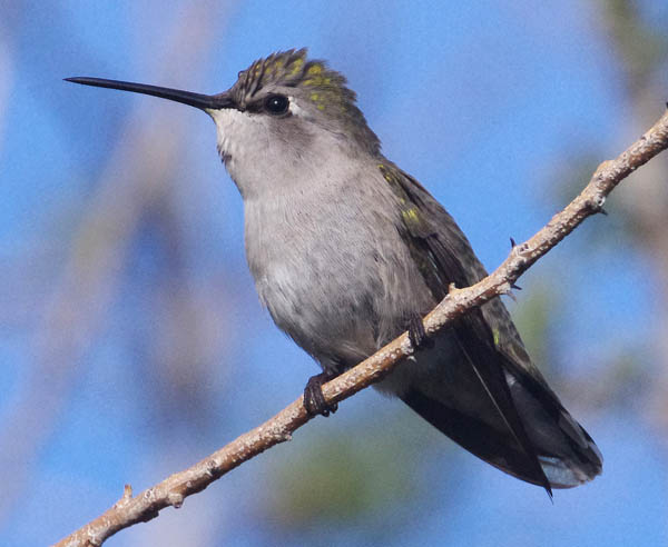  Costas hummingbird (female)