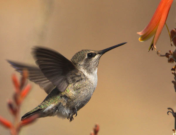  Costas hummingbird (female)