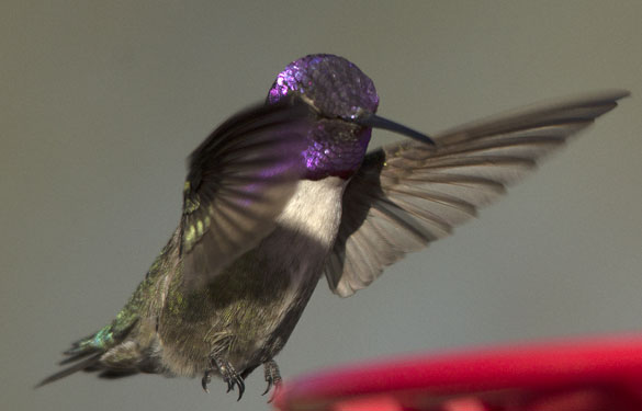  Costas hummingbird (male)