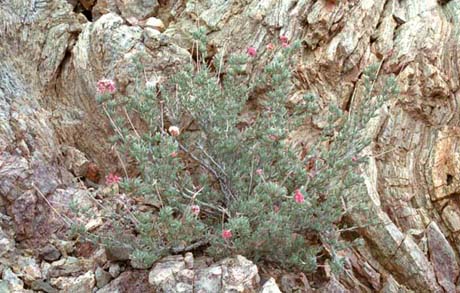  Eriogonum fasciculatum v.polifolium