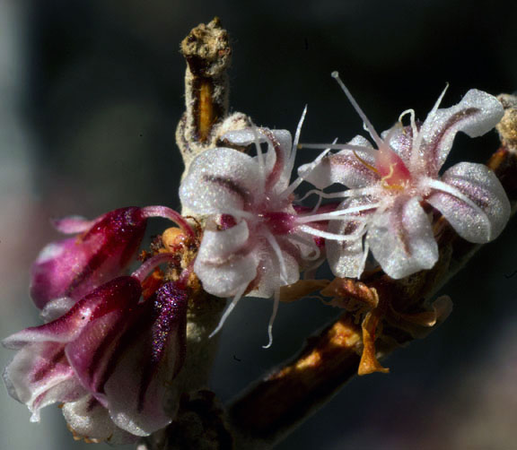  Eriogonum fasciculatum v.polifolium