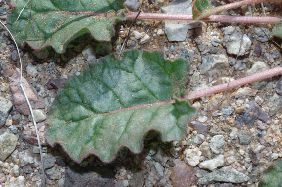  Eriogonum trichopes