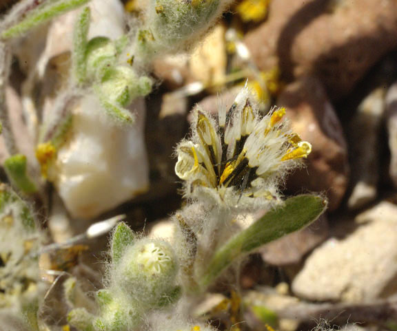  Eriophyllum pringlei
