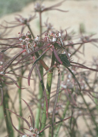  Euphorbia eriantha