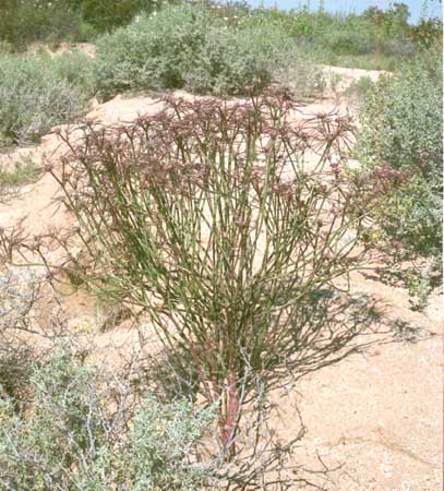  Euphorbia eriantha
