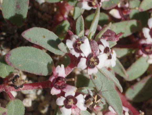  Euphorbia pediculifera var. pediculifera