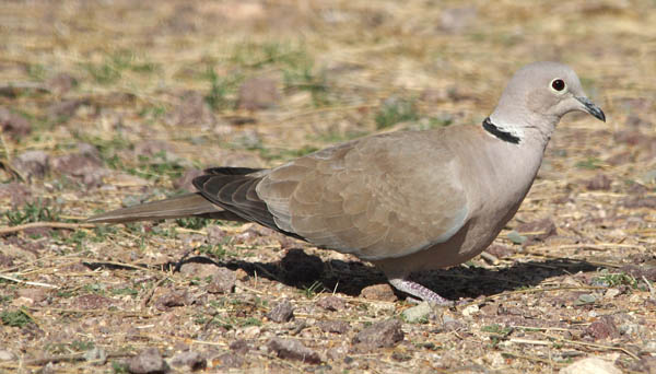  Eurasian collared dove