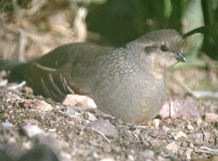 Gambel's quail (female)