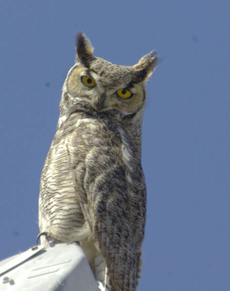  Great-horned owl