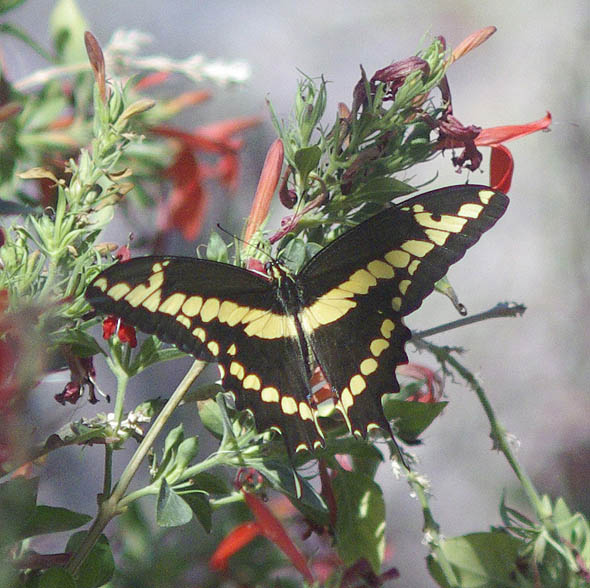  Papilio cresphontes