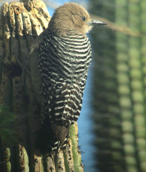  Gila woodpecker (female)