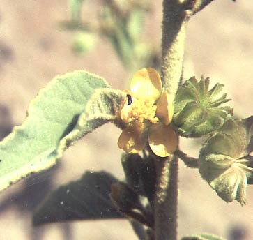  Horsfordia newberryi