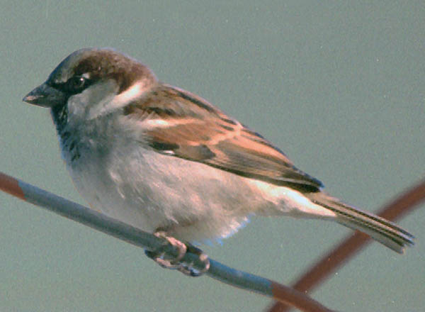 House sparrow (female)
