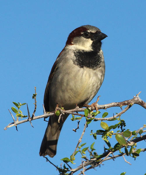  House sparrow (male)