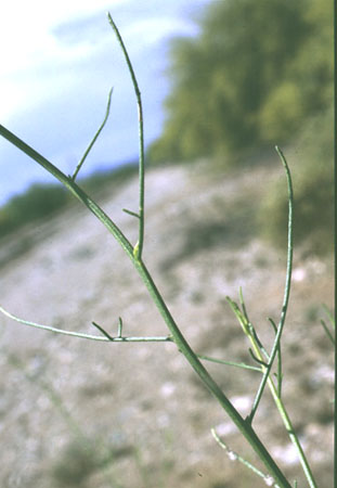  Ambrosia salsola var. pentalepis
