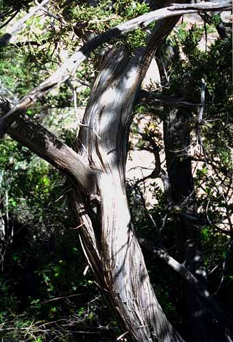  Juniperus arizonica