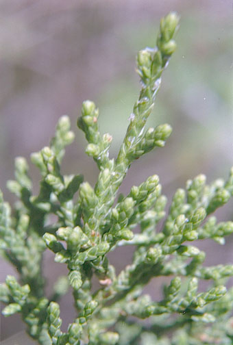  Juniperus arizonica