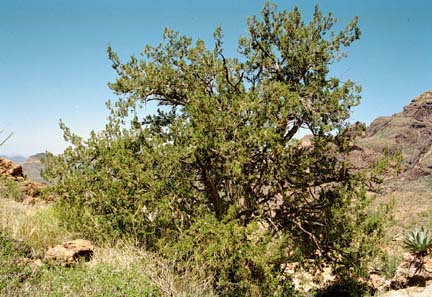 junipers desert