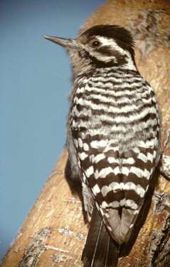  Ladder-backed woodpecker (female)