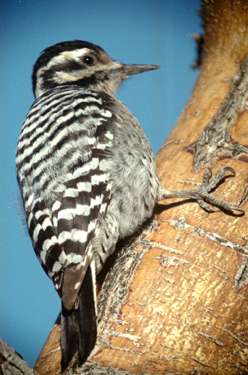  Ladder-backed woodpecker (female)