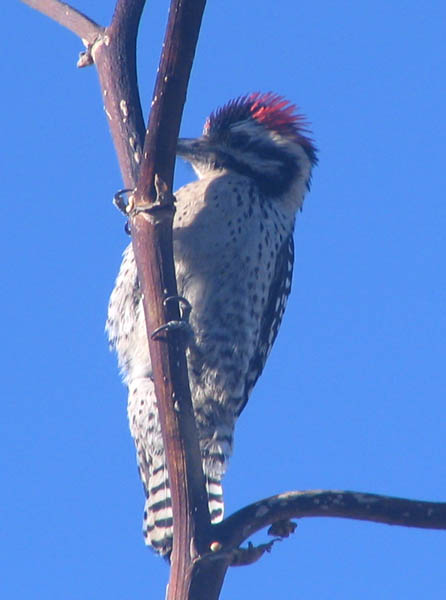 Sonoran Desert Birds - Ladder-backed woodpecker (male) - Picoides scalaris