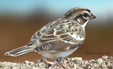  Lark sparrow