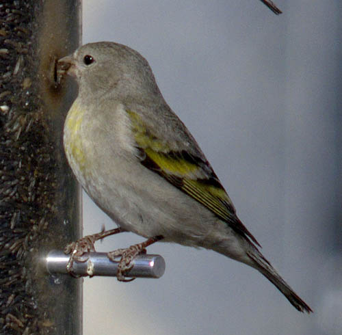 Lawrence's goldfinch (female)