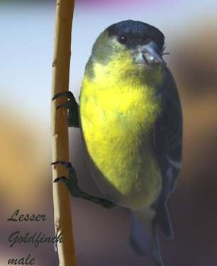  Lesser goldfinch (male)