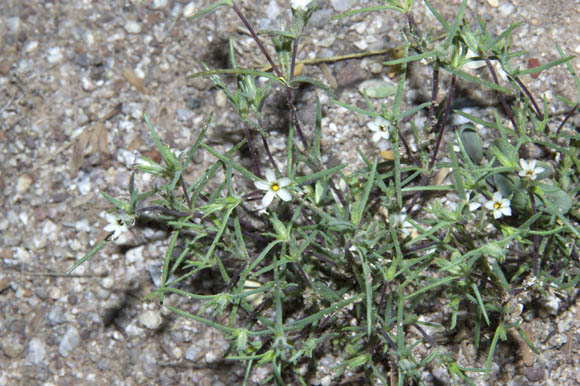  Linanthus jonesii (A.Gray) Greene