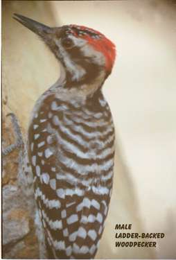  Ladder-backed woodpecker (male)