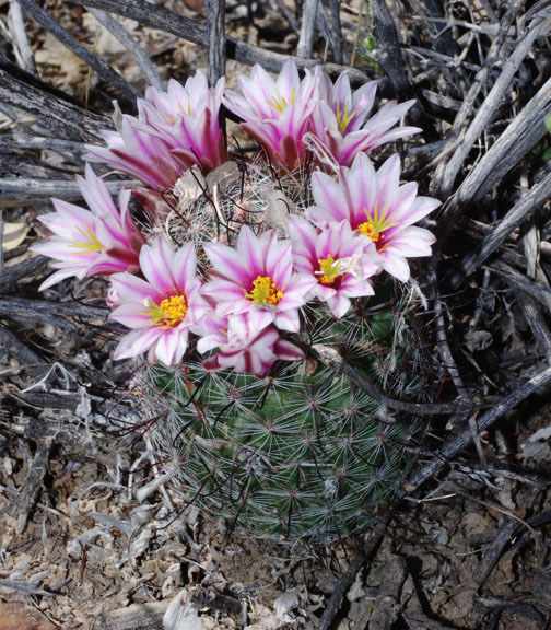 Sonoran Desert Plants - Mammillaria grahamii ssp.grahamii (Arizona